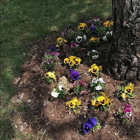 Homestay Planinska Kuca Mitrovic Divcibare