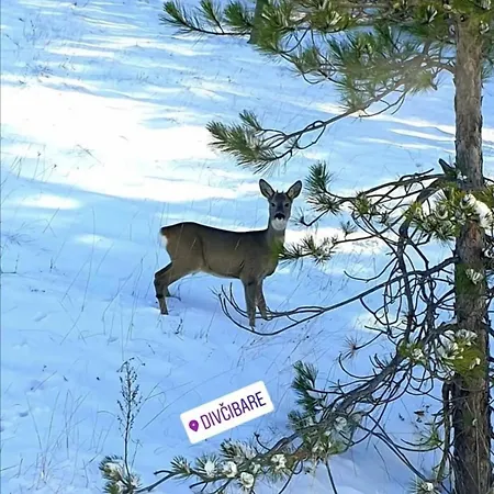 Planinska Kuca Mitrovic